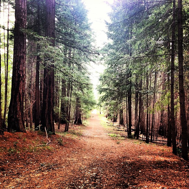 Big Basin Redwoods State Park Campgrounds Photo | RV Parking